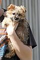 miley cyrus new pup 03