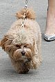 bella thorne nyc dog walk with kingston 05