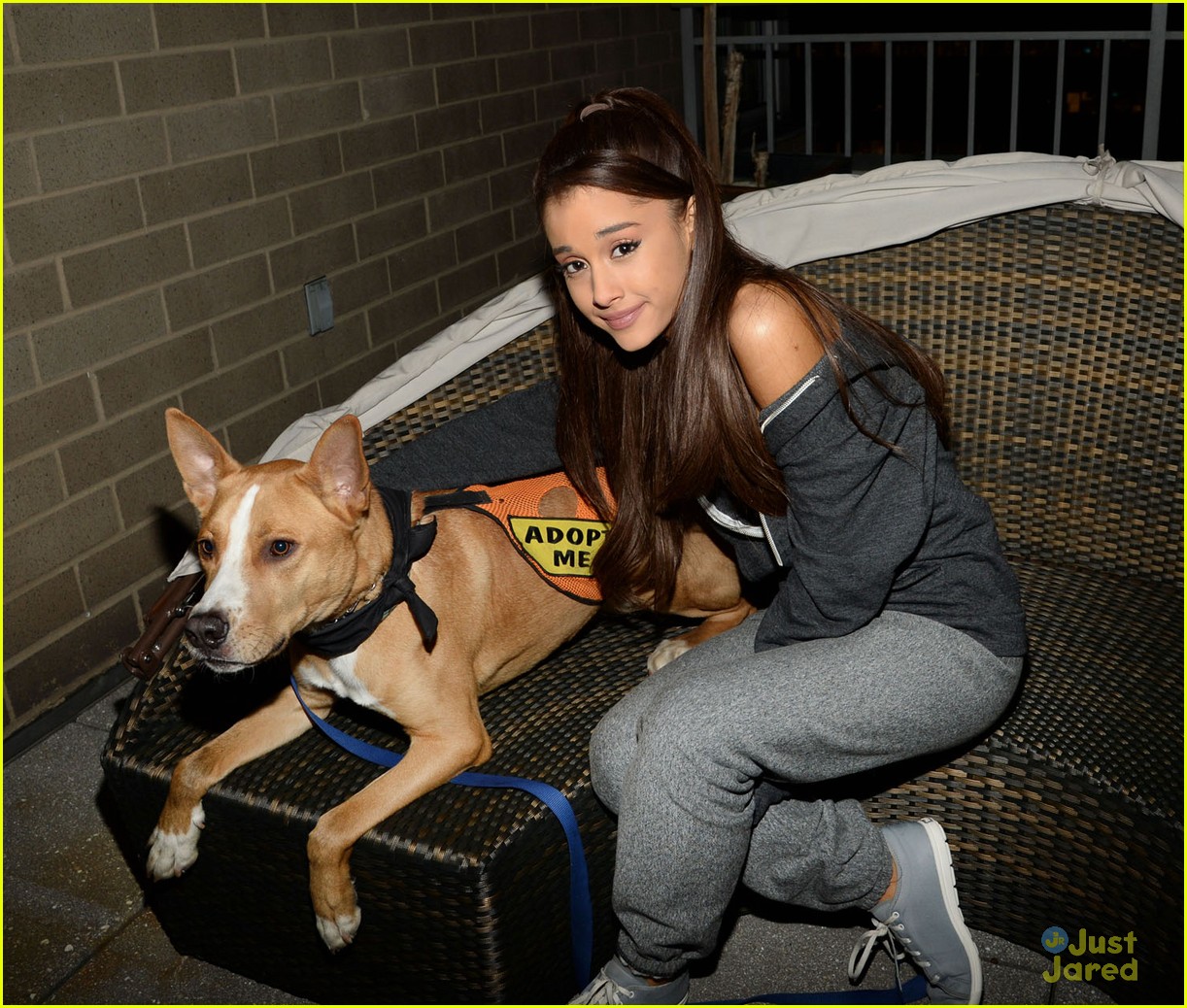 ariana grande is doing amazing things for nyc rescue dogs 13