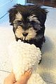 jamie chung adopted puppy ewok adorable 03