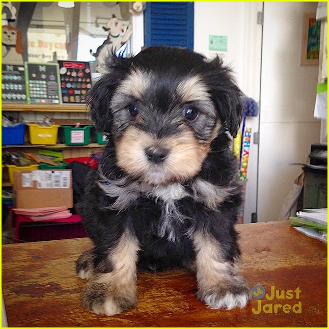 jamie chung bryan greenberg adopt dog 02