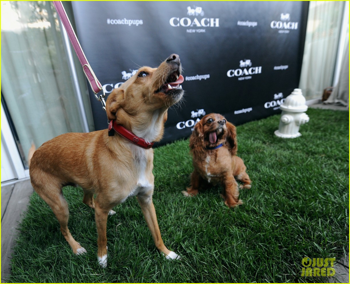 ariana grandes dog hosted a coach event 13
