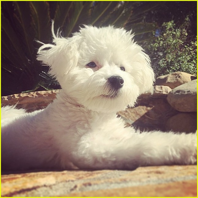 demi lovaot mourns the death of her dog buddy 13