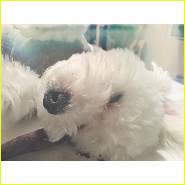 demi lovaot mourns the death of her dog buddy 19