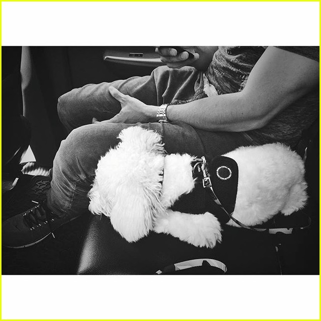 demi lovaot mourns the death of her dog buddy 20