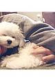 demi lovaot mourns the death of her dog buddy 18