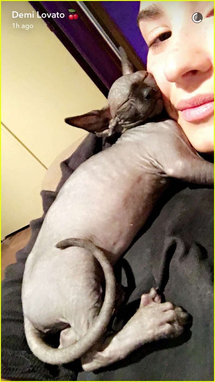 demi lovato shows off her new hairless cat 04