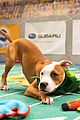 what is the puppy bowl 02