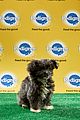 what is the puppy bowl 25