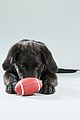 what is the puppy bowl 31
