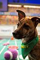 what is the puppy bowl 35