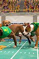 what is the puppy bowl 38