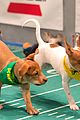 what is the puppy bowl 41