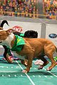 what is the puppy bowl 43