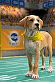 what is the puppy bowl 45