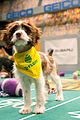 what is the puppy bowl 46