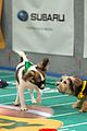 what is the puppy bowl 47