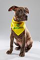 what is the puppy bowl 51