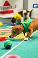 what is the puppy bowl 56