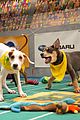 what is the puppy bowl 57