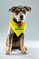 what is the puppy bowl 58
