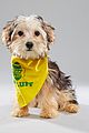 what is the puppy bowl 60