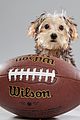 what is the puppy bowl 61