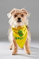 what is the puppy bowl 62