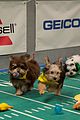 what is the puppy bowl 67