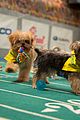 what is the puppy bowl 68