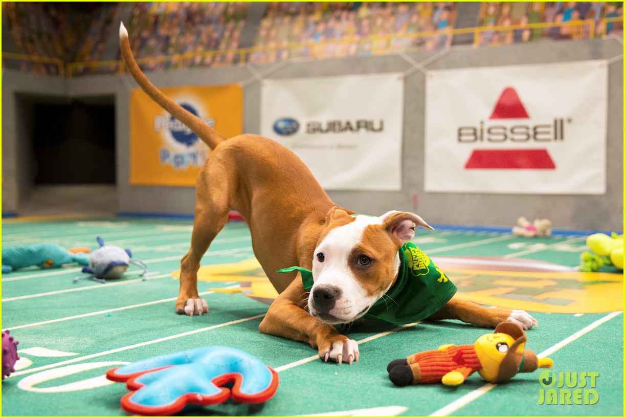 what is the puppy bowl 02