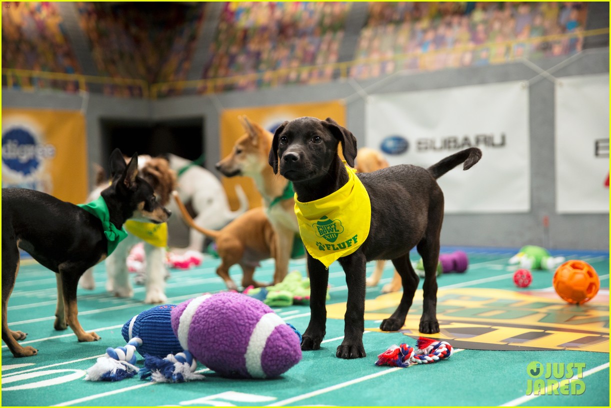 what is the puppy bowl 04