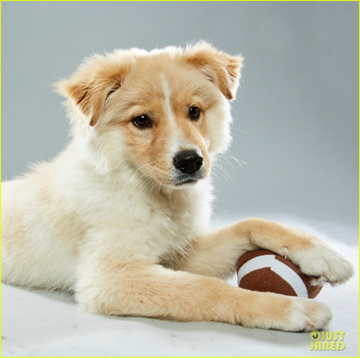 what is the puppy bowl 06