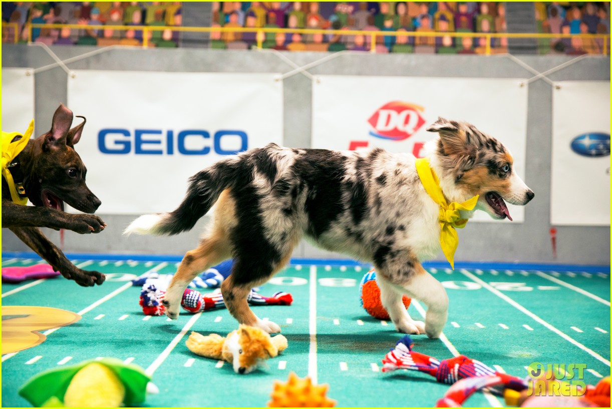 what is the puppy bowl 08