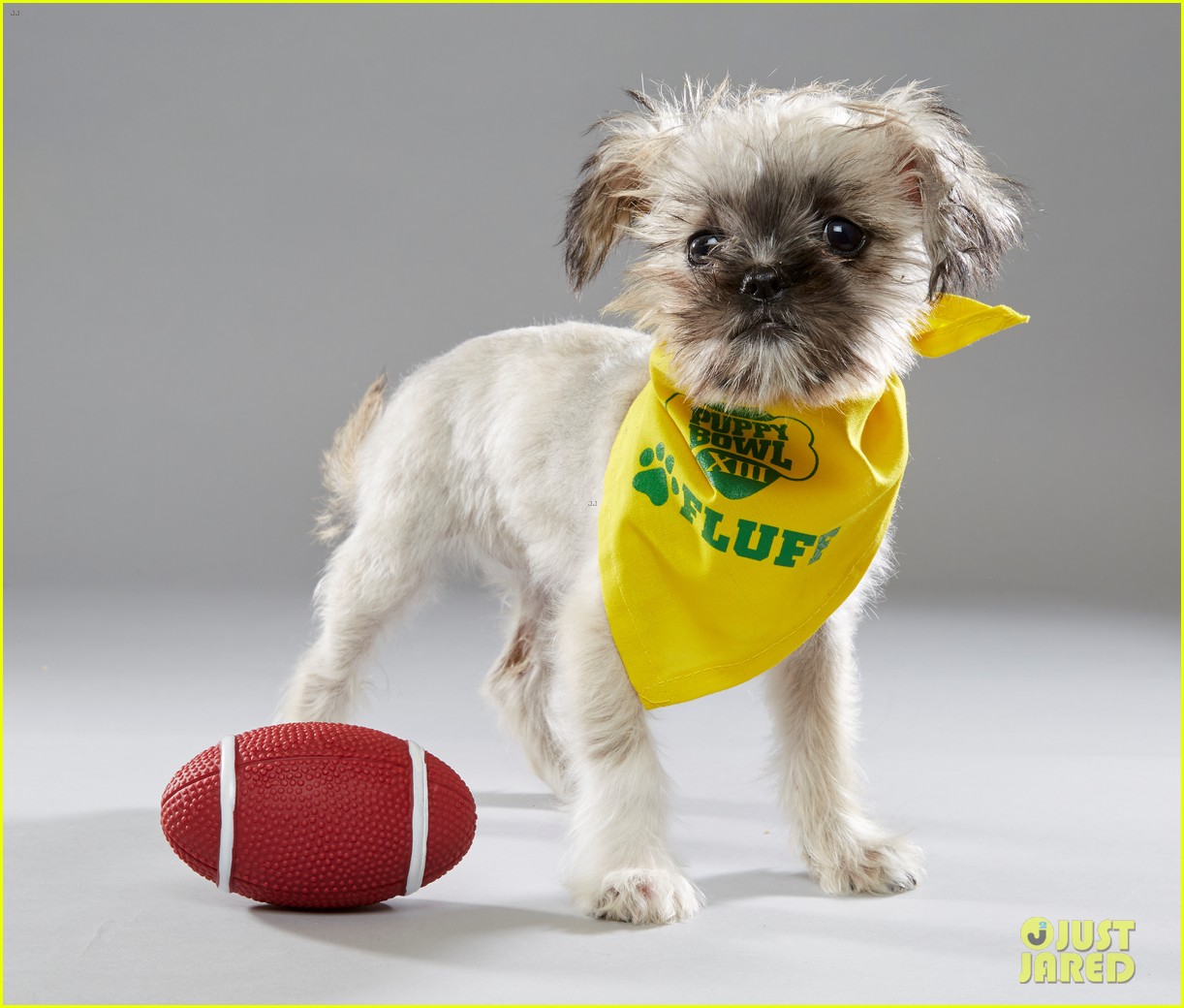 what is the puppy bowl 13