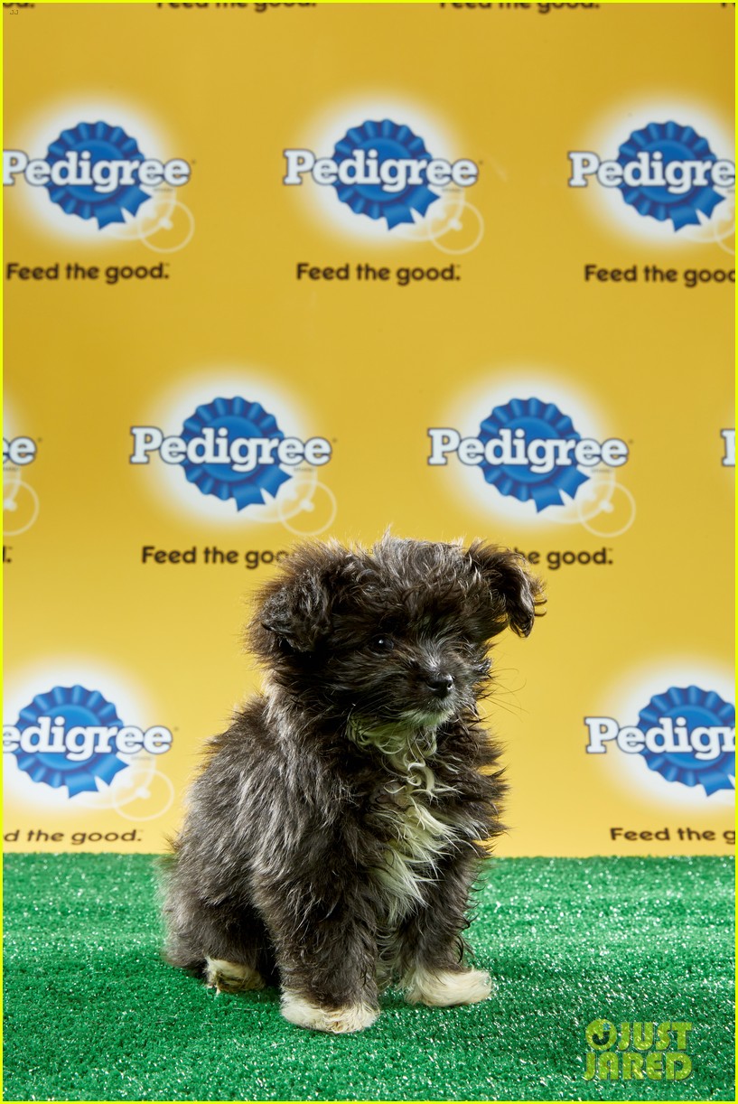 what is the puppy bowl 25