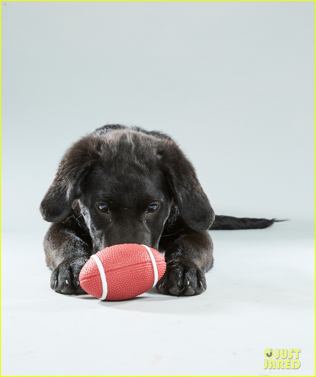 what is the puppy bowl 31