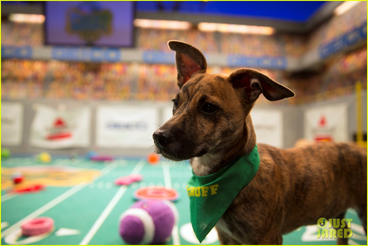 what is the puppy bowl 35