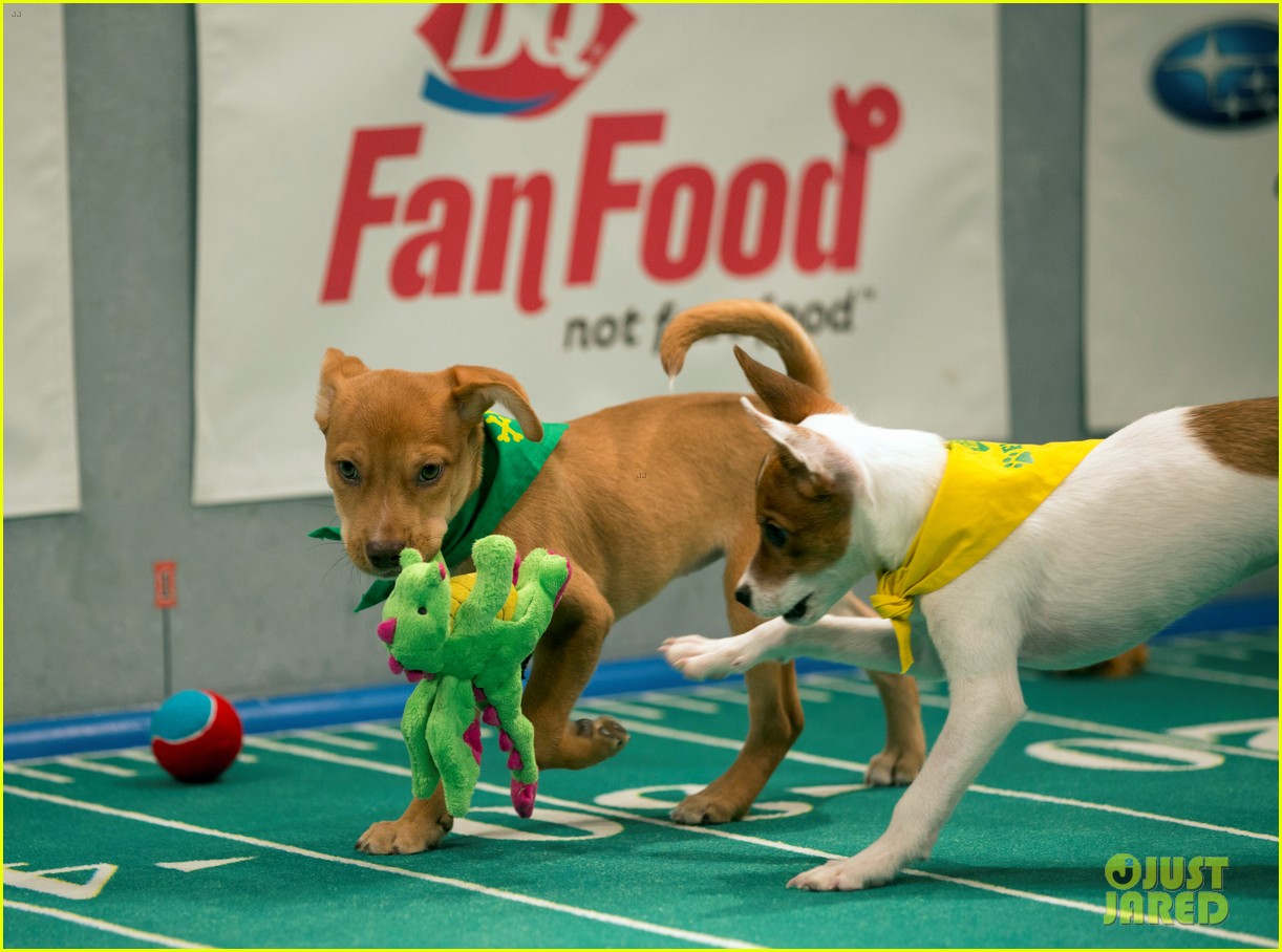 what is the puppy bowl 42