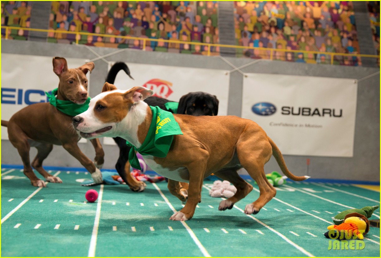 what is the puppy bowl 43