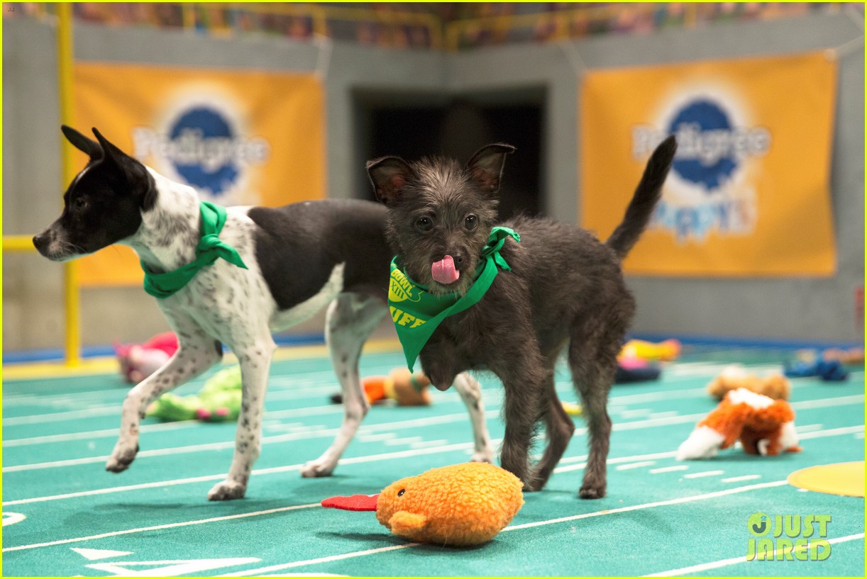 what is the puppy bowl 48