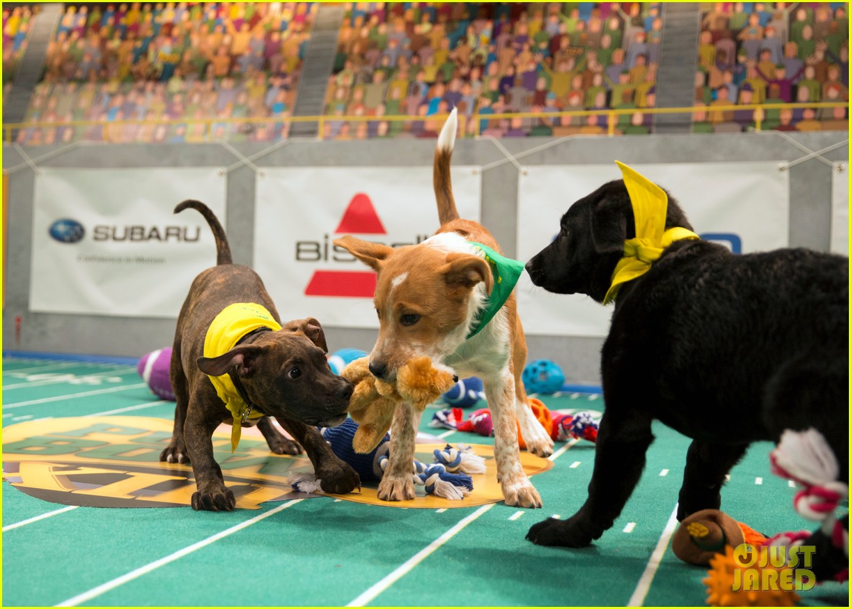 what is the puppy bowl 50