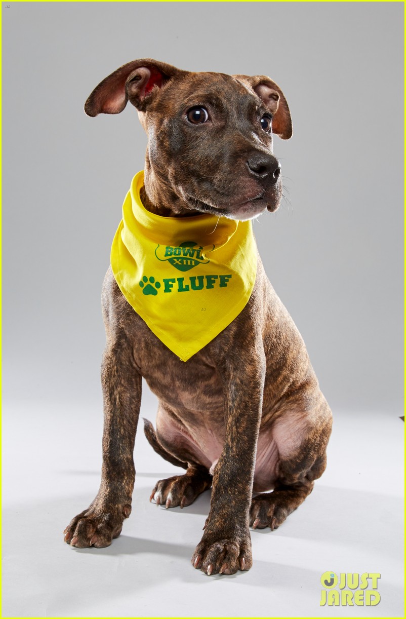 what is the puppy bowl 51