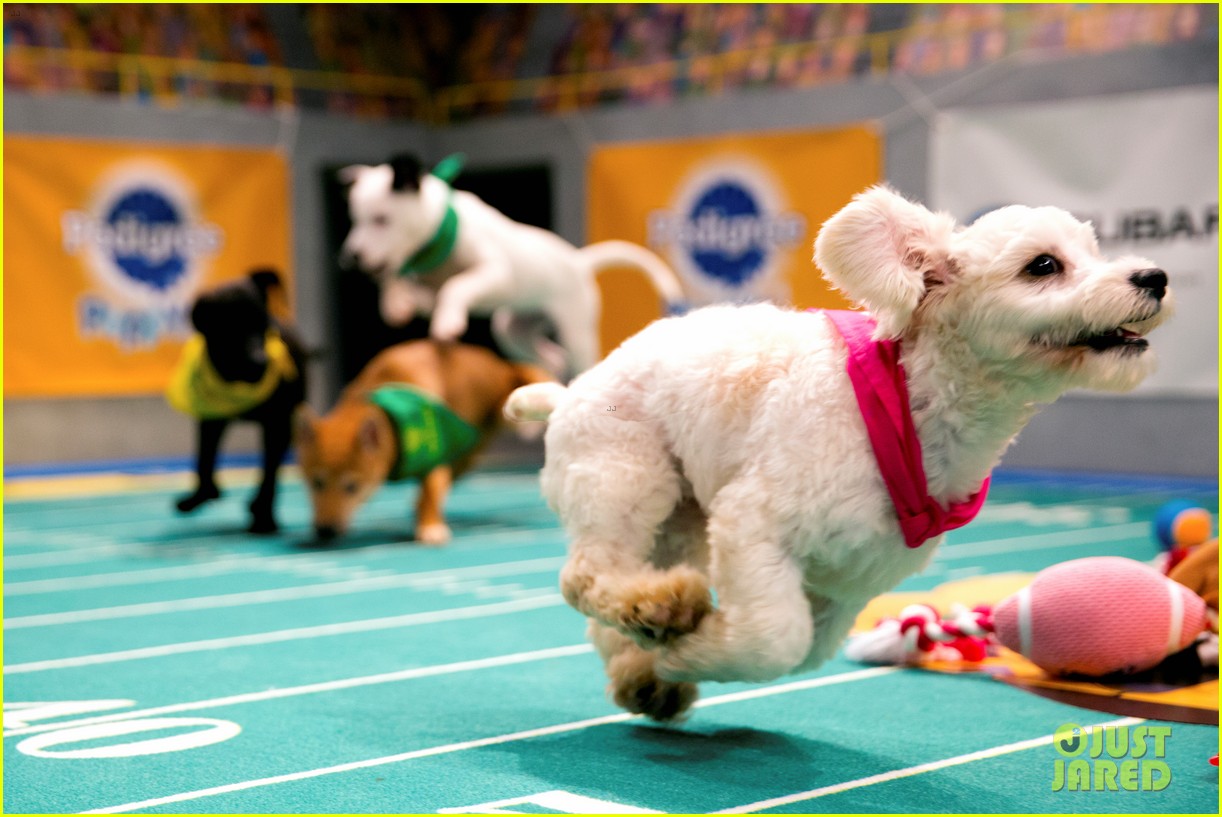 what is the puppy bowl 54