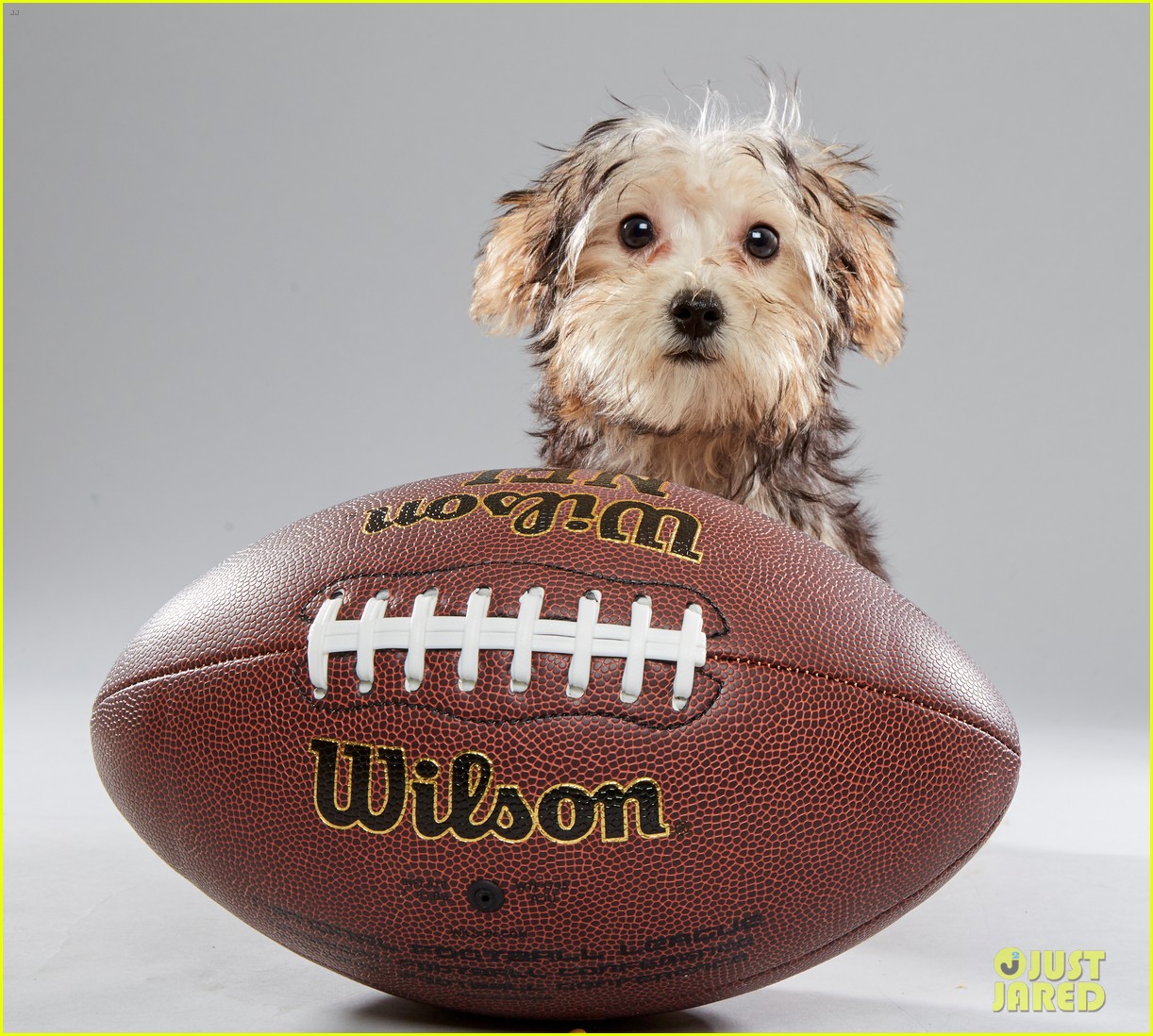 what is the puppy bowl 61
