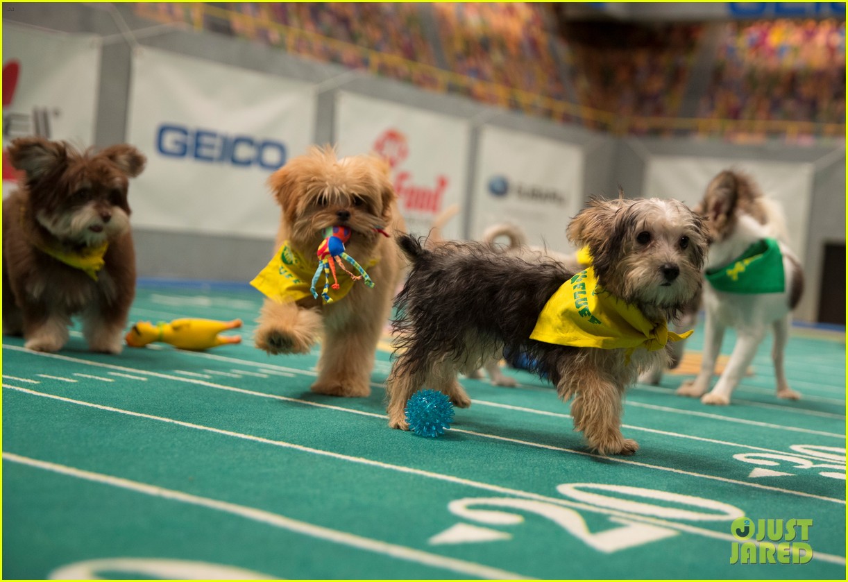 what is the puppy bowl 68