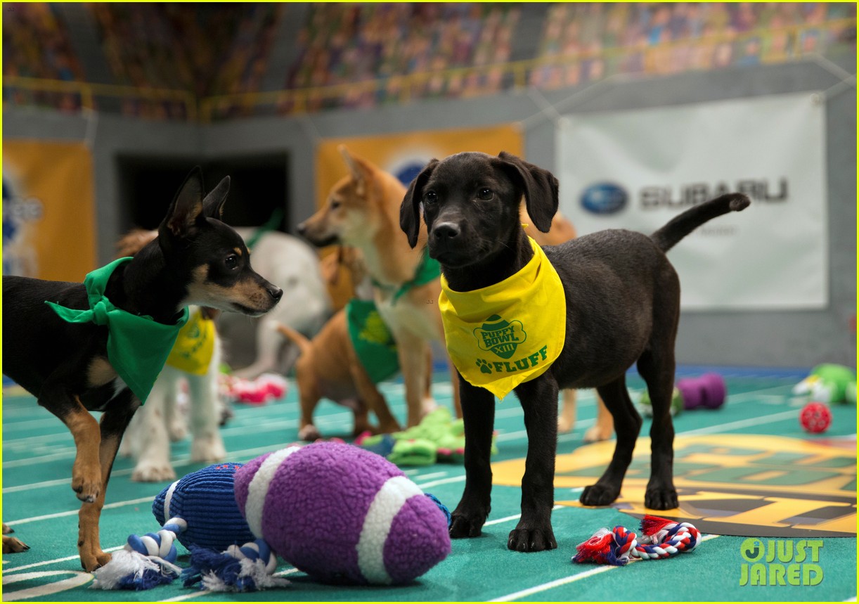 what is the puppy bowl 72