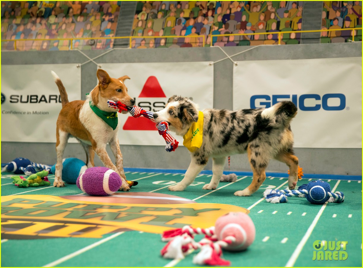 what is the puppy bowl 73