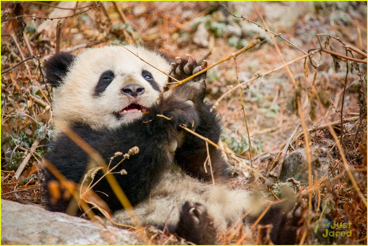 born in china natl panda day new pics 09