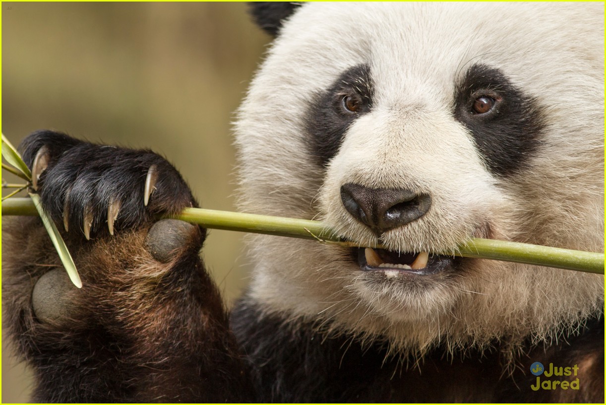 born in china natl panda day new pics 10